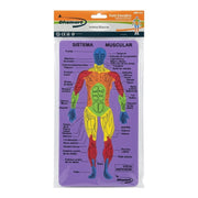 Rompecabezas Foamy Sistema Muscular