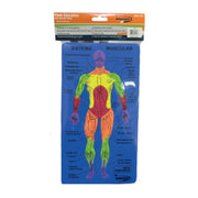 Didáctico de Fommy Sistema Muscular